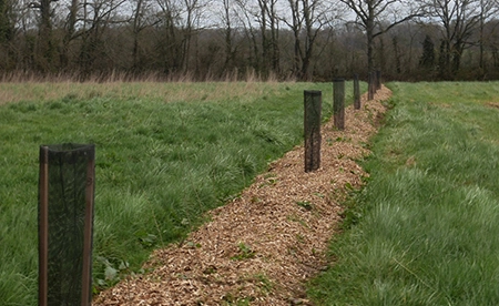 plantation d une haie bocagere pour préserver la biodiversite
