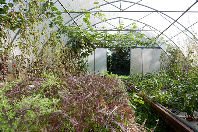 mesclun bio cultivé sous tunnel froid