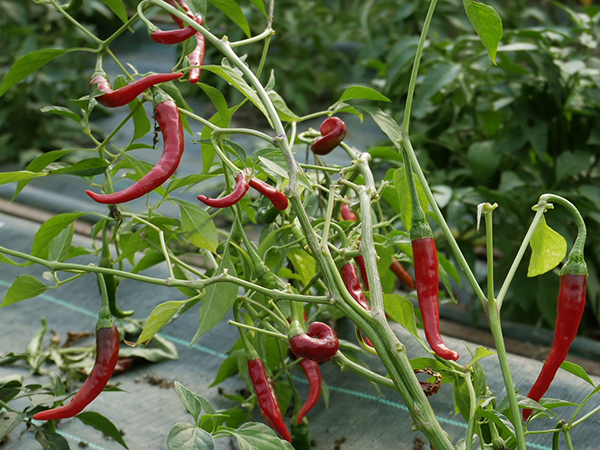 piment bio cultivé sous tunnel froid
