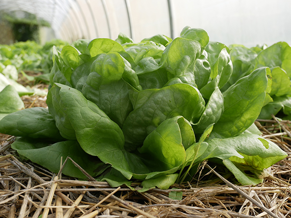 laitue bio cultivé en tunnel froid