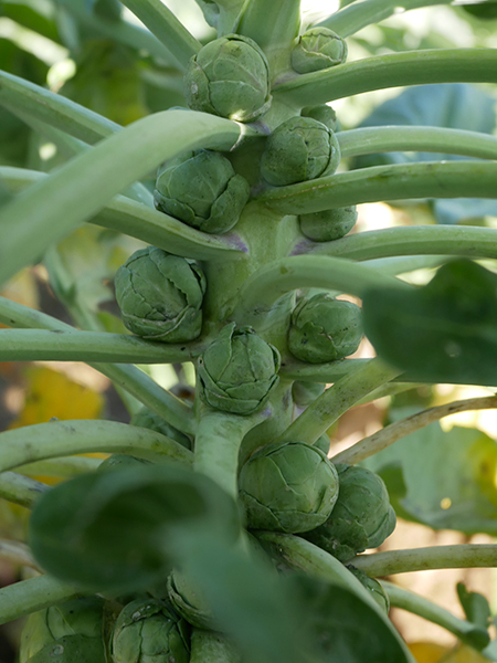 choux de bruxelles bio cultivés en plein champ