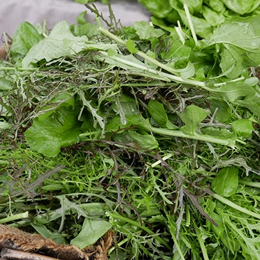 mesclun bio fraichement coupé