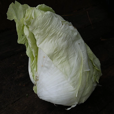 pain de sucre - chicoree bio