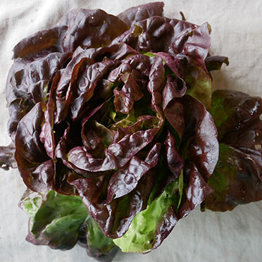 laitue rouge bio fraichement coupée pour la vente directe à la ferme des hameaux