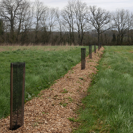 plantation d une haie bocagere