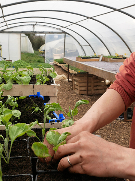mise en pot des plants de courgettes bio