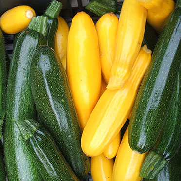 courgettes jaunes et vertes bio