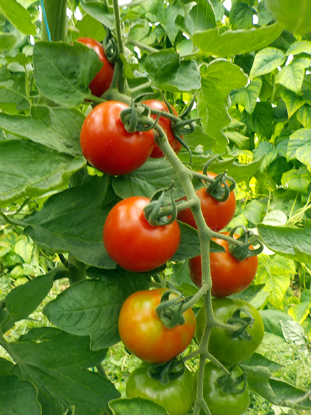 tomates bio sur pied