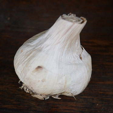 tête d'ail cultivé en agriculture bio