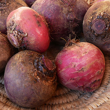 betteraves rouge et rose cultivées en agriculture bio