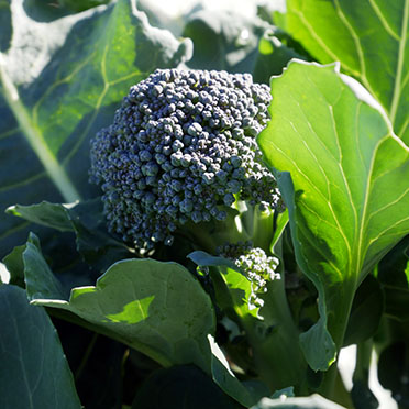 brocolis bio cultivé en pleine terre