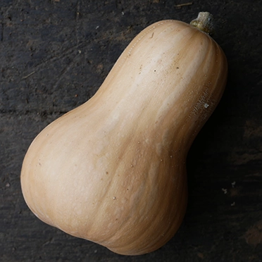 courge butternut cultivée en agriculture bio