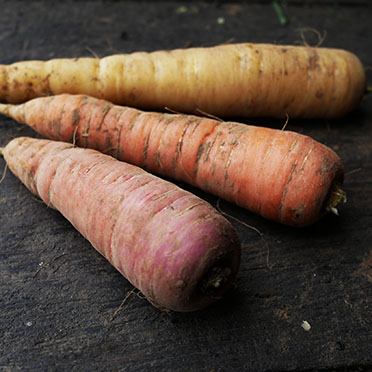 carottes de couleurs jaune, orange et rose cultivées en agriculture bio