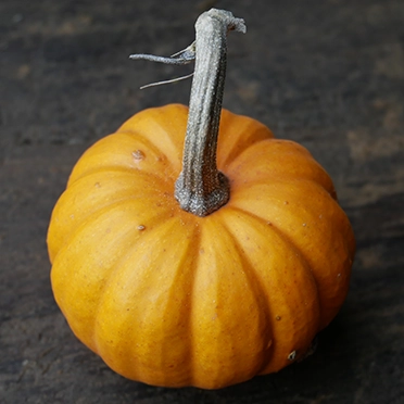 courge jack bee little cultivée en agriculture bio