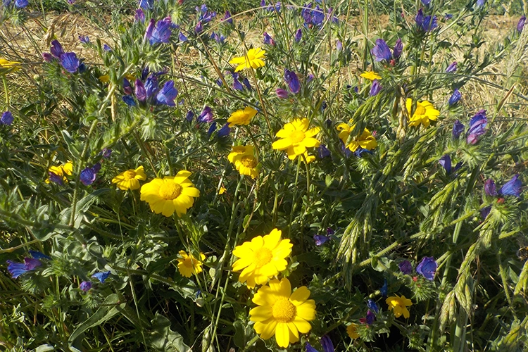 chrysanthème comestible et vipérine