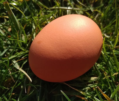 oeuf de la Ferme du Lac posé sur l'herbe