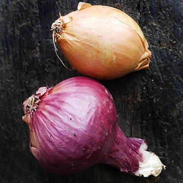 oignons rouge et jaune cultivés en agriculture bio