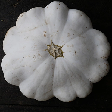 patisson cultivé en agriculture bio