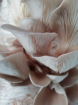pleurotes de l orne