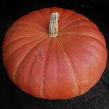 courge bleue de hongrie cultivée en agriculture bio