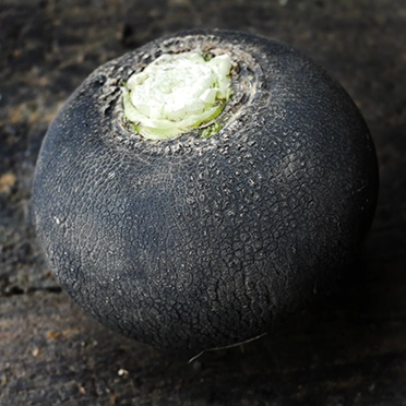 radis noir rond cultivé en agriculture bio