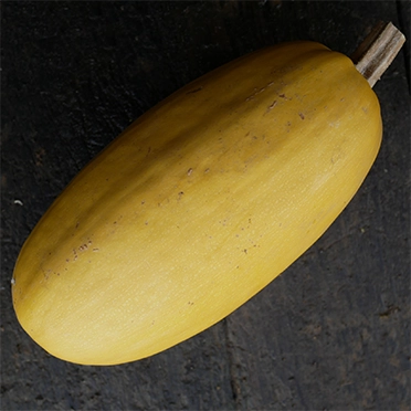 courge spaghetti cultivée en agriculture bio