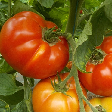 tomates saint-pierre cultivées en agriculture bio