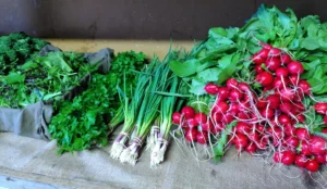 les premiers radis bio de printemps en vente direct à la ferme des hameaux