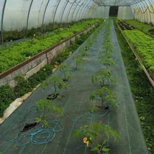 premiers plants bio de tomates saint-pierre cultivés sous serre