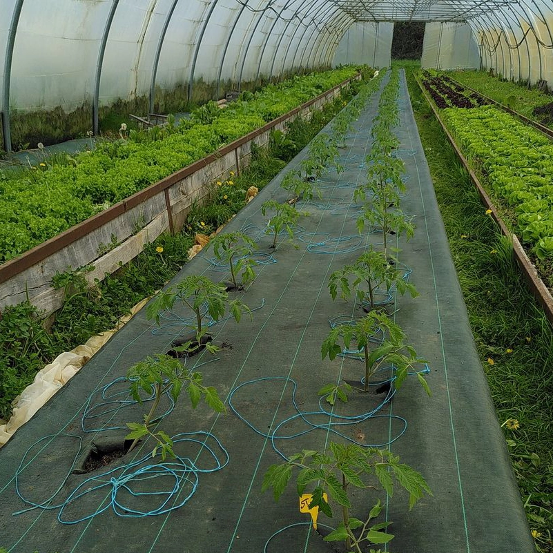premiers plants bio de tomates saint-pierre cultivés sous serre